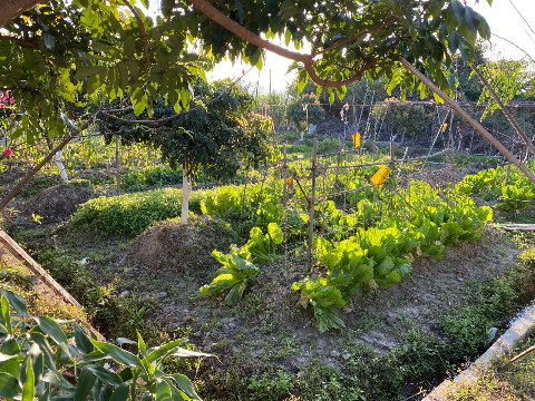 共享農莊正式開放，專為退休人事及有種積經驗的農友專需農莊計