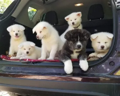 Beautiful purebred Japanese Akita Puppies