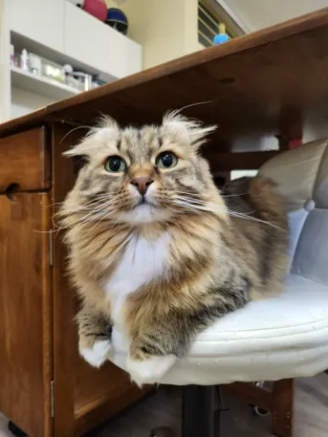 免費養領，已絕育可愛貓女