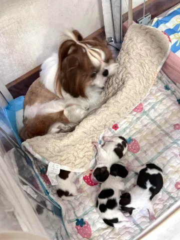 可愛的西施有在領養，狗狗主人目前還在為他們狗狗找新家