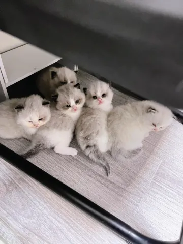 無償領養，自家猫猫生咗一只窝布偶幼猫！