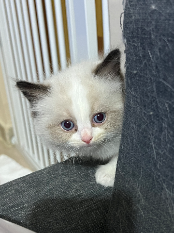 平價出售兩個月大布偶貓BB