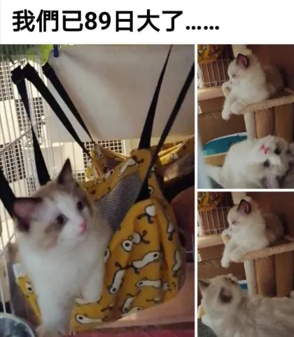 香港自家繁殖布偶幼貓