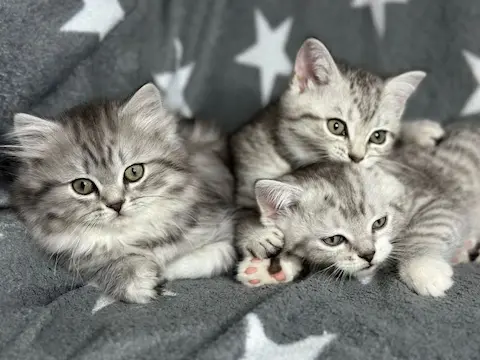 🐾 香港待領養的可愛緬因貓咪幼崽🏡❤️