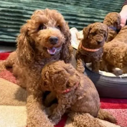 Red Toy Poodle Puppies Available.