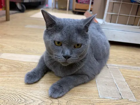 三歲英短男藍貓，已絕育。