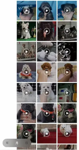尊貴世界名犬名貓買賣服務 | 獨家寵物 贵妇，吉娃娃，博美，柯基，巴哥，腊肠，斗牛，比熊，金毛，拉布拉多，美短，英短蓝白，金影，缅因，德文，暹罗 东方短毛