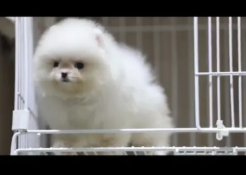 世界名犬名貓批發零售．深港寵物托運．專業醫療保健康